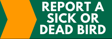 Report a Dead or Sick Bird to TWRA