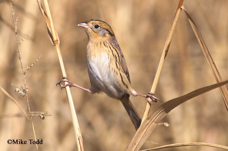 Le Conte's Sparrow 