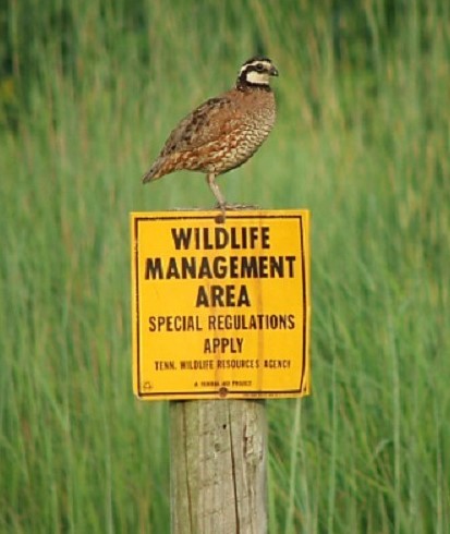 Northern Bobwhite Management in Tennessee 2020-2025 A Strategic Plan for Northern Bobwhites in Tennessee