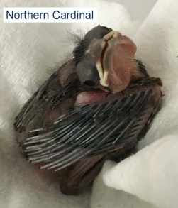 Northern Cardinal Young