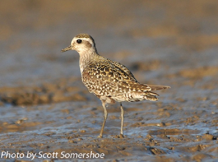American Golden Plover, Pluvialis dominica, Fall plumage, but spring is usually similar. PHoto Credit: Scott Somershoe