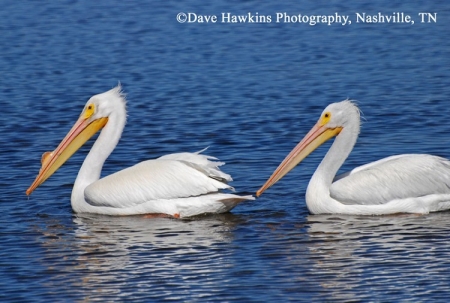 American White Pelican, Pelecanus erythrorhynchos, Adults. Photo Credit: Dave Hawkins
