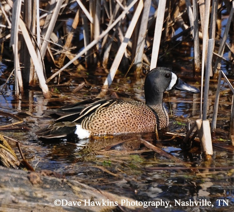 Blue-winged Teal Anas discors, Adult Male, Photo Credit: Dave Hawkins