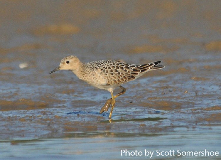 Buff-breasted Sandpiper