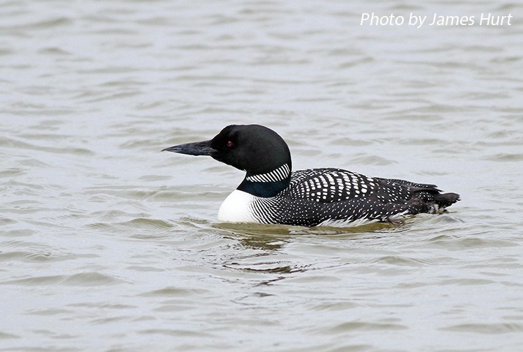 Common Loon, Gavia immer, adult in breeding plumage. Photo Credit: James Hurt Common Loon, Gavia immer, adult in breeding plumage. Photo Credit: James Hurt