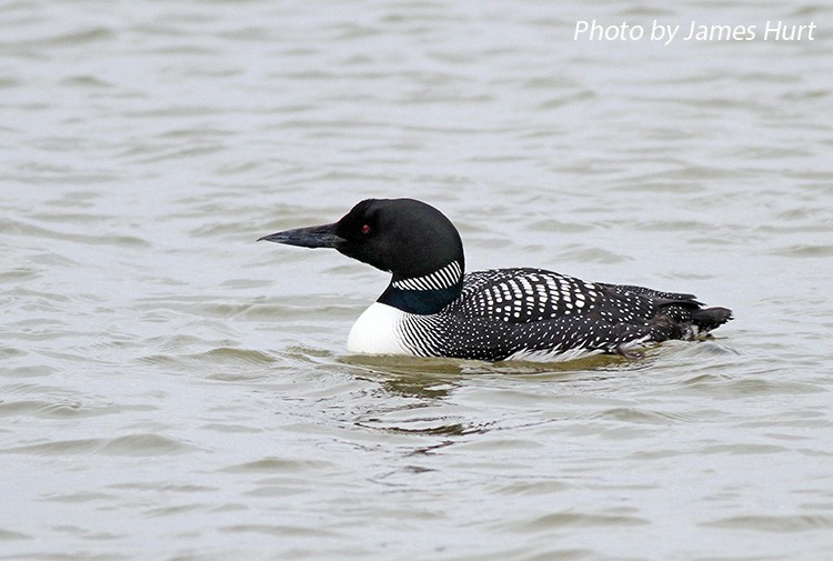 Common Loon, Gavia immer, adult in breeding plumage. Photo Credit: James Hurt