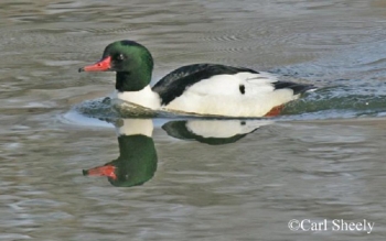 Common Merganser Mergus merganser, adult male. Photo Credit: Carl Sheely
