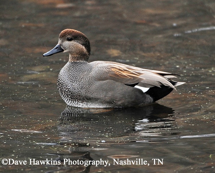 Gadwall Anas strepera, Photo Credit: Dave Hawkins