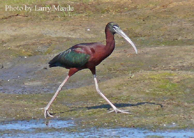 Glossy Ibis, Plegadis falcinellus. Photo Credit: Larry Meade Glossy Ibis, Plegadis falcinellus. Photo Credit: Larry Meade