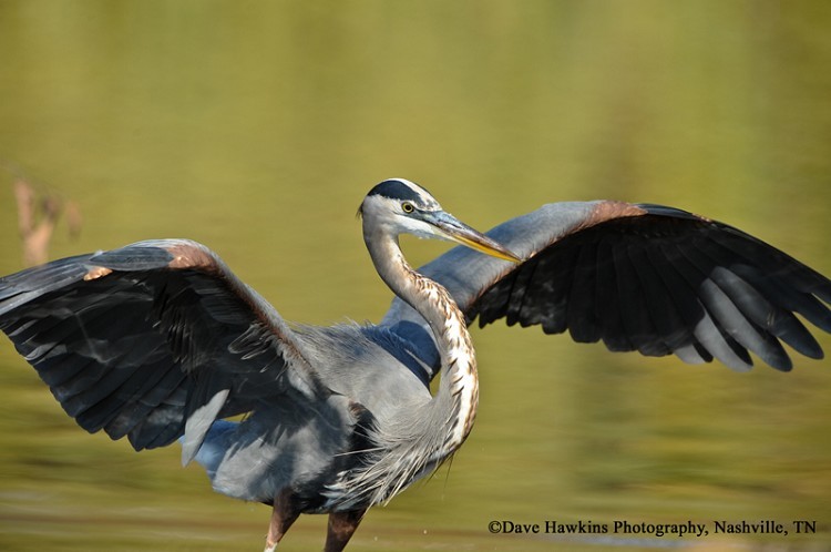 Great Blue Heron, Images and Information
