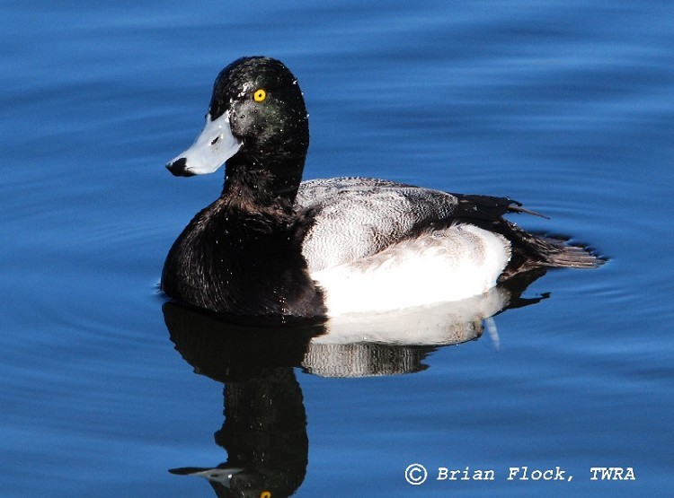 Greater Scaup Aythya marila, Adult male, Photo Credit: Brian Flock