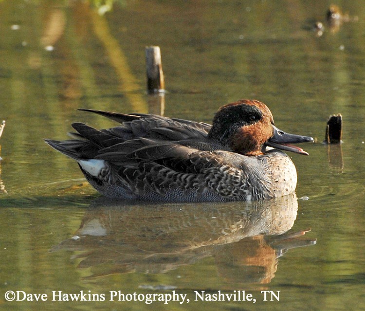 Green-winged Teal Anas crecca, Adult Male, Photo Credit: Dave Hawkins