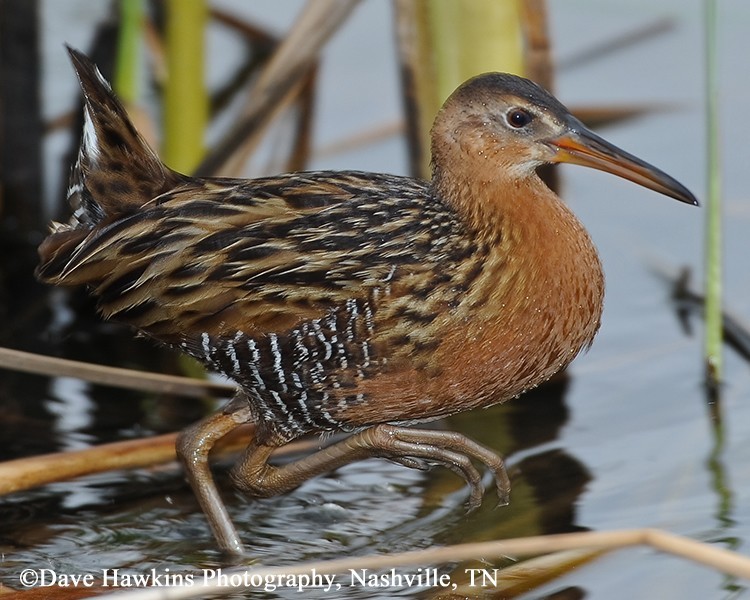 King Rail, Rallus elegans, Adult. Photo Credit: Dave Hawkins