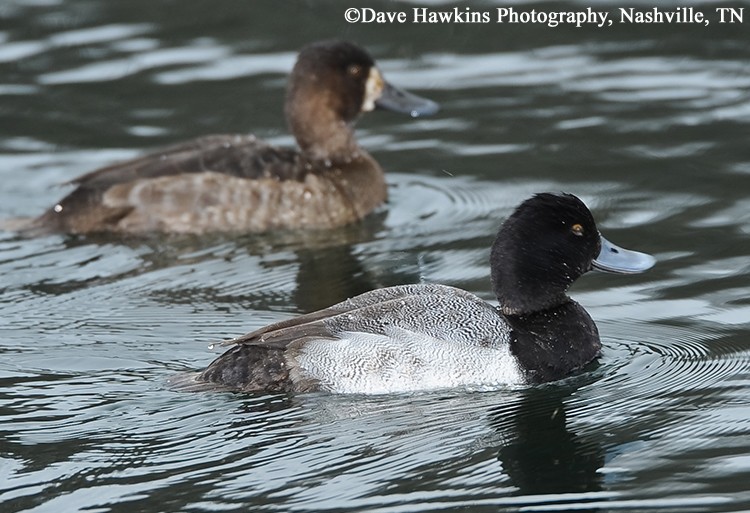  Lesser Scaup Aythya affinis, Adult pair, Photo Credit: Dave Hawkins