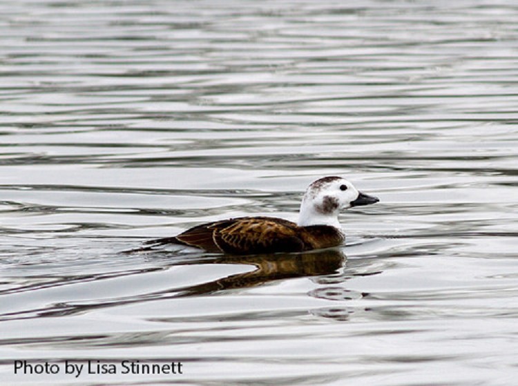 Long-tailed Duck Clangula hyemalis, female, Photo Credit: Lisa Stinnett Long-tailed Duck Clangula hyemalis, female, Photo Credit: Lisa Stinnett