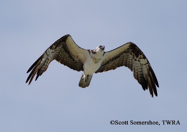 Osprey, Pandion haliaetus, in flight. Photo Credit: Scott Somershoe