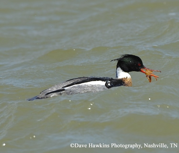 Red-breasted Merganser, Mergus serrator. Photo Credit: Dave Hawkins