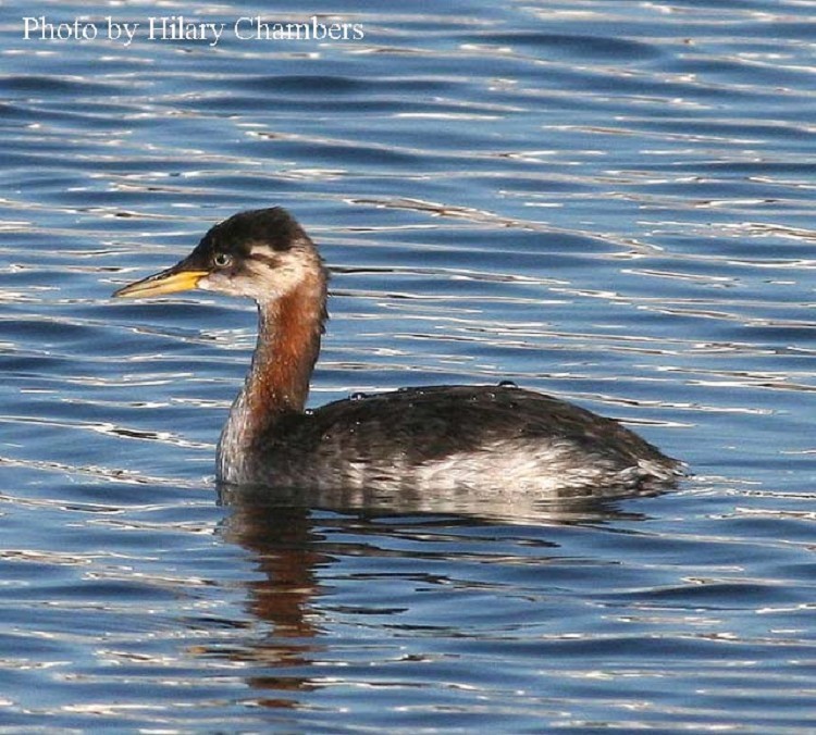 Red-necked Grebe, Podiceps grisegena. Photo Credit: Hilary Chambers Red-necked Grebe, Podiceps grisegena. Photo Credit: Hilary Chambers