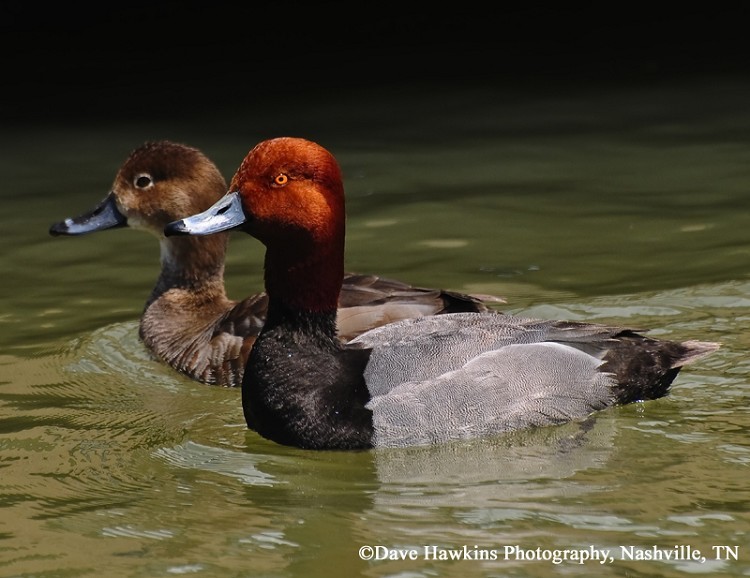 Redhead Aythya americana, Adult male, Photo Credit: Dave Hawkins Redhead Aythya americana, Adult male, Photo Credit: Dave Hawkins