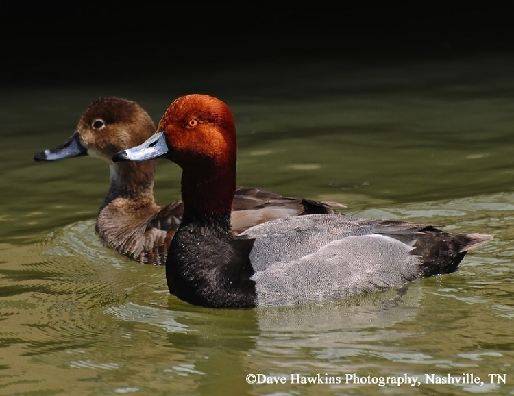 Redhead Aythya americana, Adult male, Photo Credit: Dave Hawkins