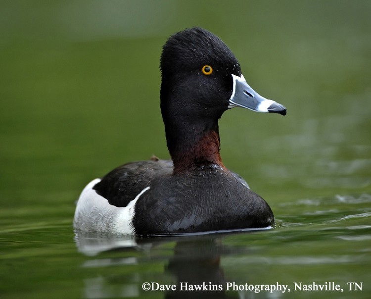 Ring-necked Duck Aythya collaris, Adult Male, Photo Credit: Dave Hawkins Ring-necked Duck Aythya collaris, Adult Male, Photo Credit: Dave Hawkins