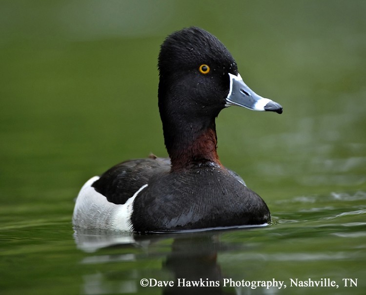 Ring-necked Duck Aythya collaris, Adult Male, Photo Credit: Dave Hawkins