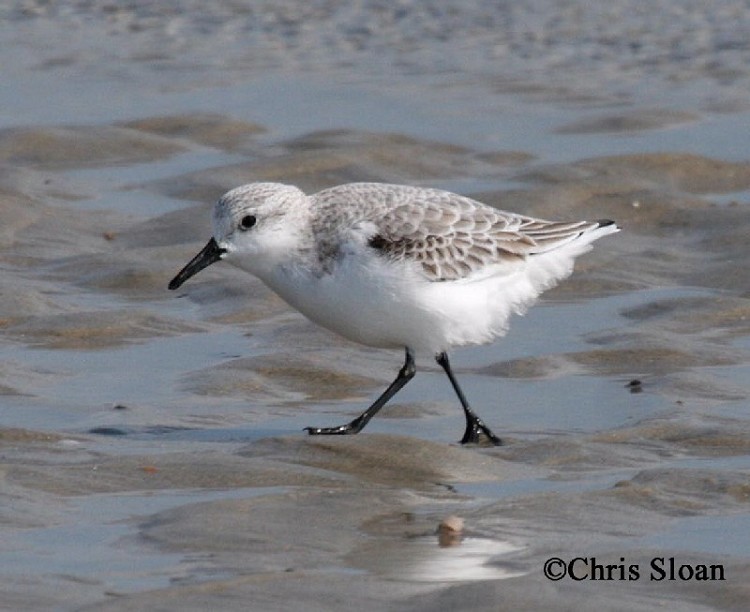 Sanderling, Calidris alba, Fall basic plumage. Photo Credit Chris Sloan