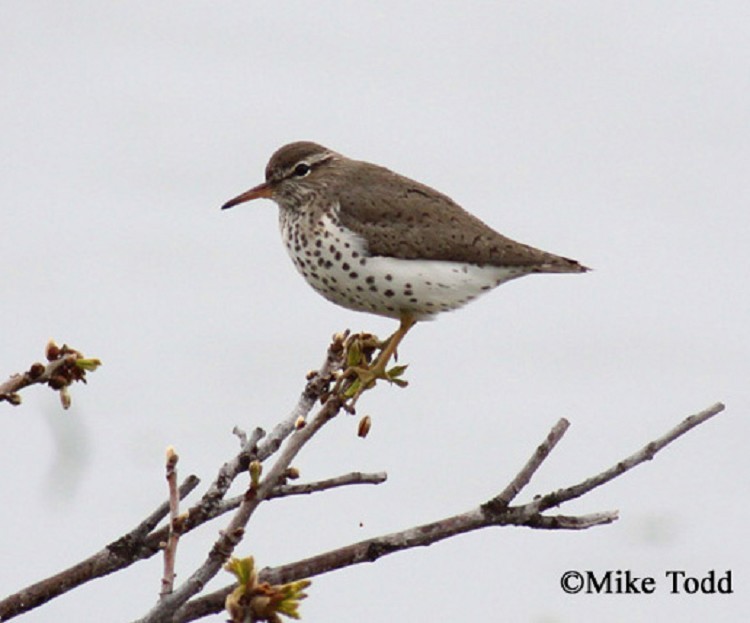 Spotted Sandpiper, Actitis macularius, Breeding plumage, Photo Credit: Mike Todd