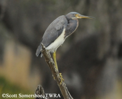 Tricolored Heron, Egretta tricolor. Photo Credit: Scott Somershoe Tricolored Heron, Egretta tricolor. Photo Credit: Scott Somershoe