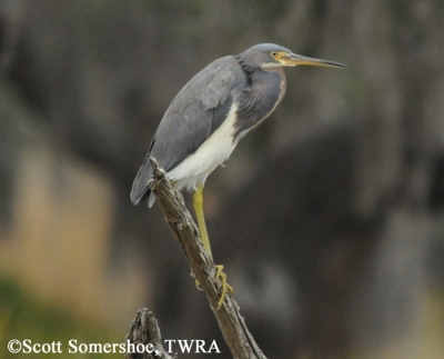 Tricolored Heron, Egretta tricolor. Photo Credit: Scott Somershoe