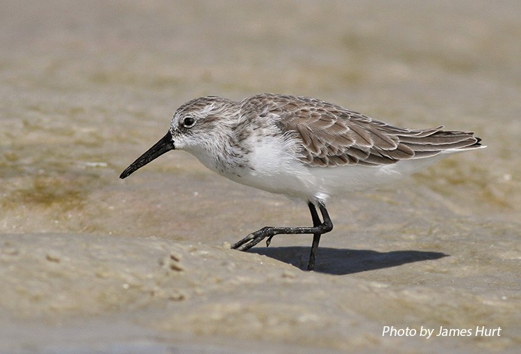 Western Sandpiper, Juvenile, Photo Credit: James Hurt