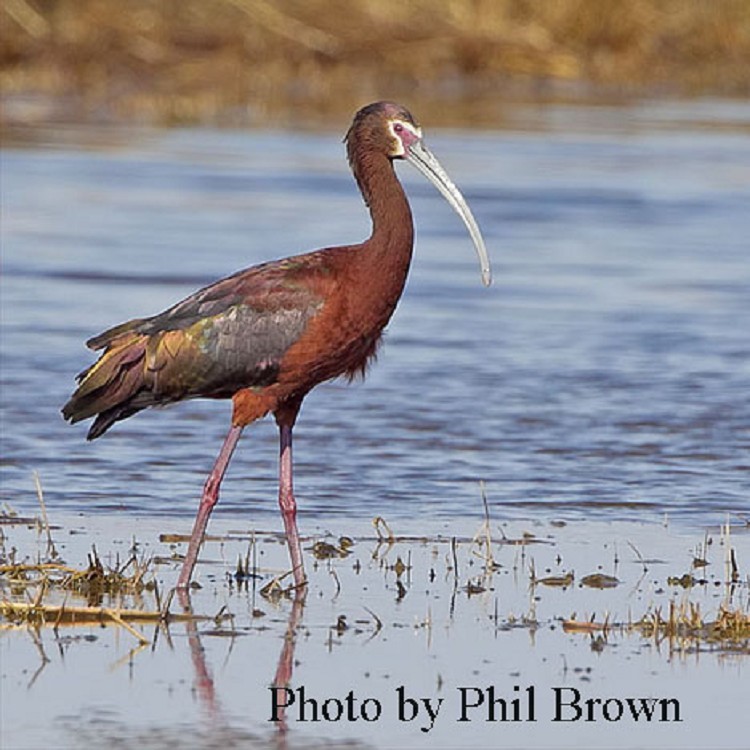 White-faced Ibis, Plegadis chihi.  Photo Credit: Phil Brown