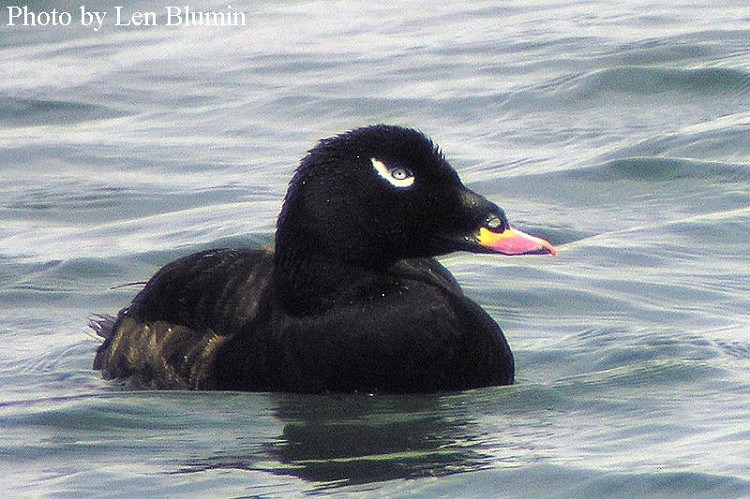 White-winged Scoter Melanitta fusca, Photo Credit: Len Blumin