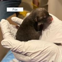 Fox Kit