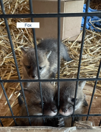 Two Fox Kits behind gate.