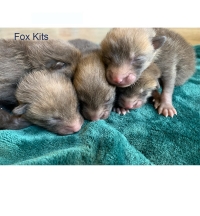 Four Fox Kits