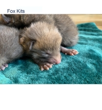 Face of Fox Kits