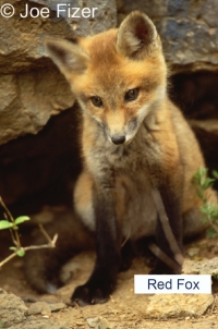 Juvenile Fox