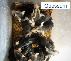 Group of Baby Opossums 