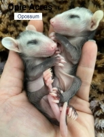 Two Baby Opossums in hand