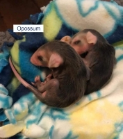 Two Baby Opossums 