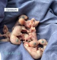 Naked Baby Opossums 