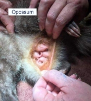 Baby Opossums still in pouch.