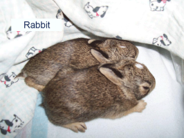 Baby Rabbits