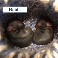 Two Baby Rabbits