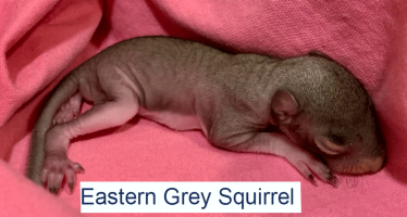 Eastern Grey Squirrel
