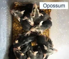 Baby Opossums 