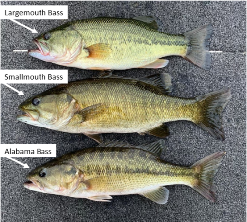 Alabama Bass Identification
