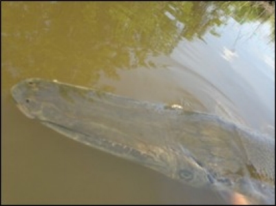 alligator-gar_001
