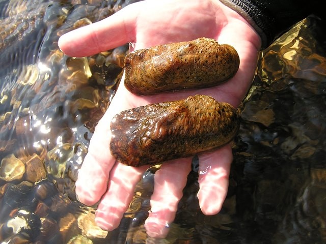 Tennessee Fresh Mussels